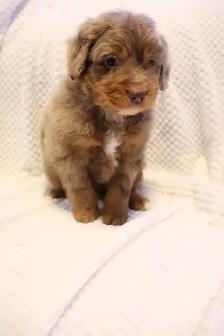 Aussie Doodles - Photo 2