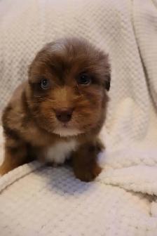 Aussie Doodles - Photo 3