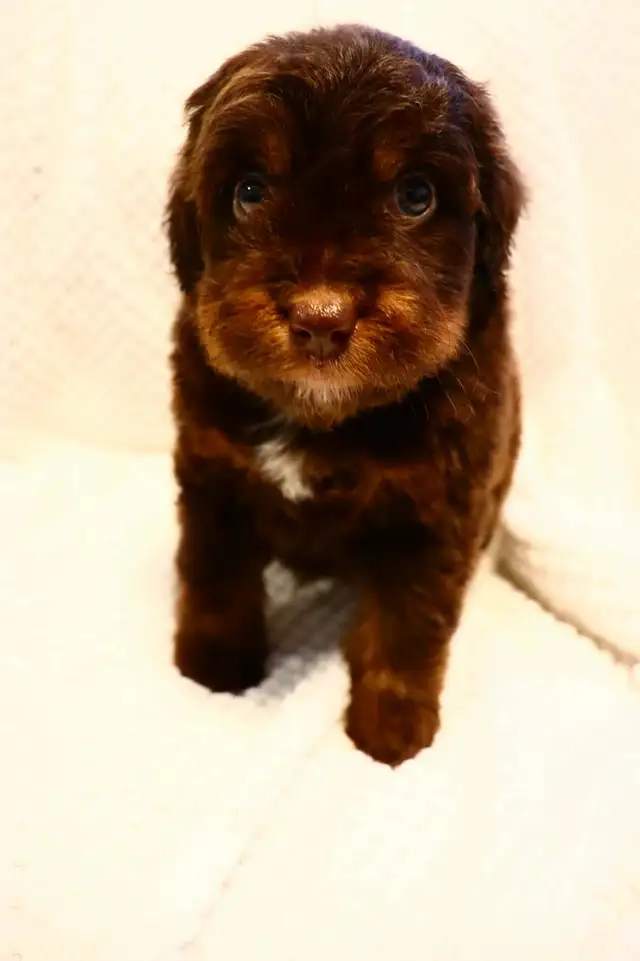 Aussie Doodles - Photo 4