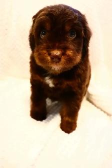 Aussie Doodles - Photo 4