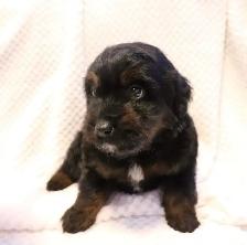 Aussie Doodles - Photo 5