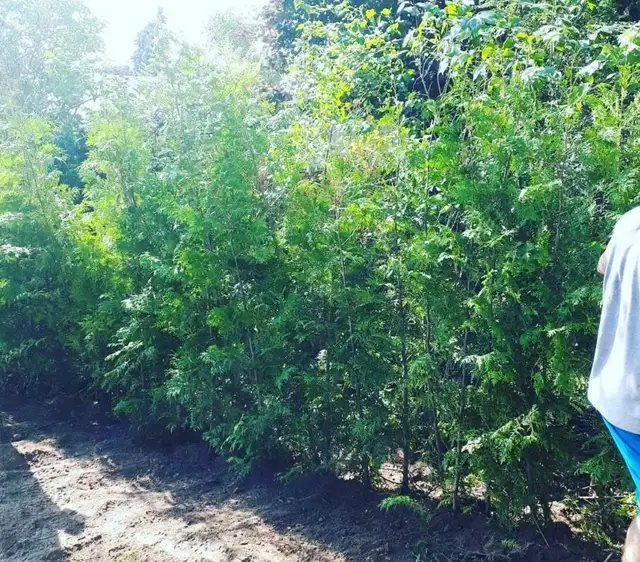 EASTERN WHITE CEDARS FOR HEDGES