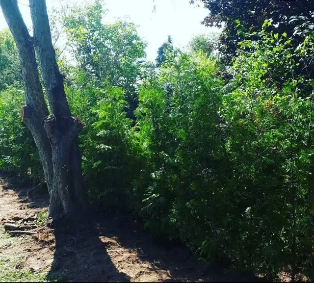 EASTERN WHITE CEDARS FOR HEDGES - Photo 2