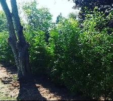 EASTERN WHITE CEDARS FOR HEDGES - Photo 2