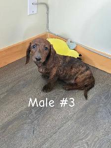 Dachshund Puppies