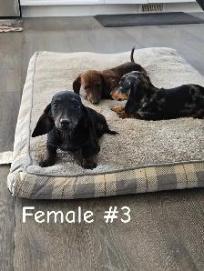Dachshund Puppies - Photo 2