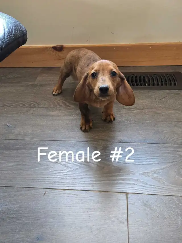 Dachshund Puppies - Photo 3