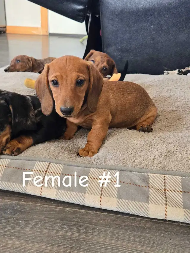 Dachshund Puppies - Photo 4