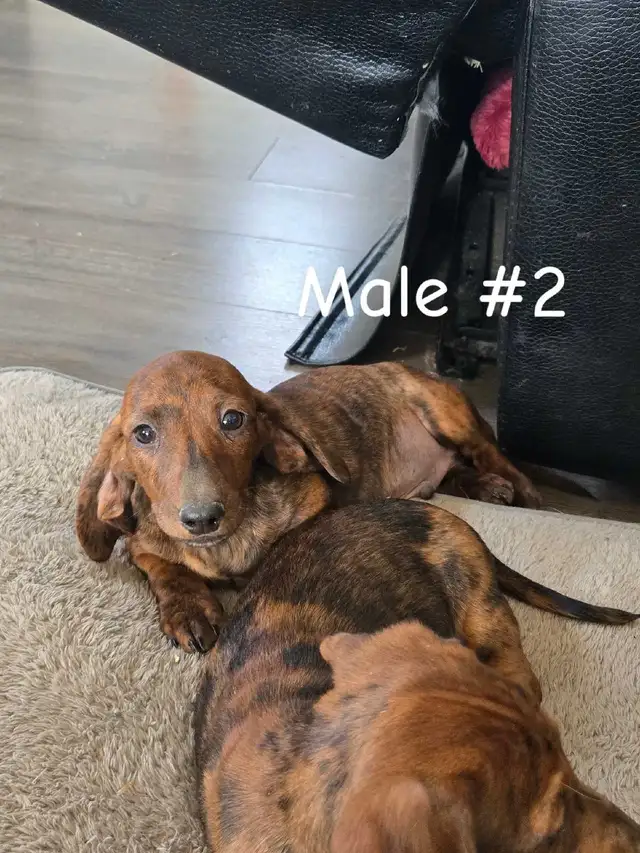Dachshund Puppies - Photo 5