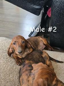 Dachshund Puppies - Photo 5