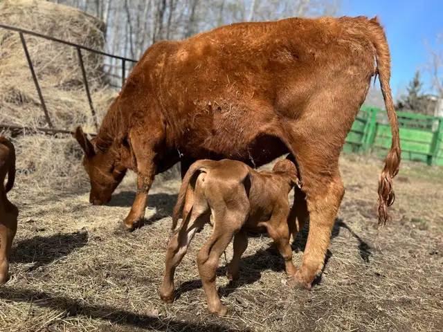 Male calf