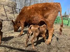 Male calf