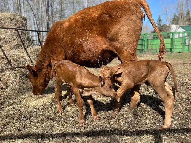 Male calf - Photo 2