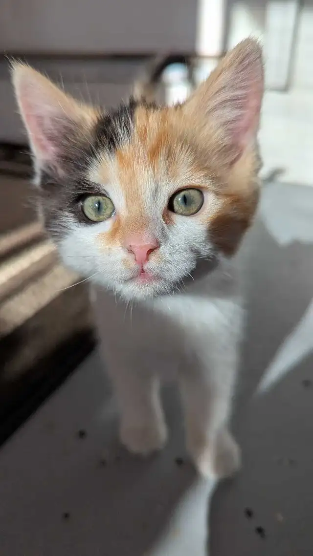 Calico ragdoll mix
