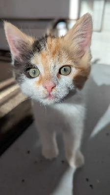 Calico ragdoll mix