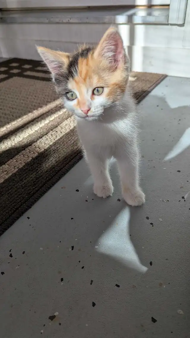 Calico ragdoll mix - Photo 2