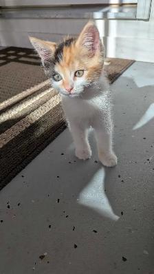 Calico ragdoll mix - Photo 2
