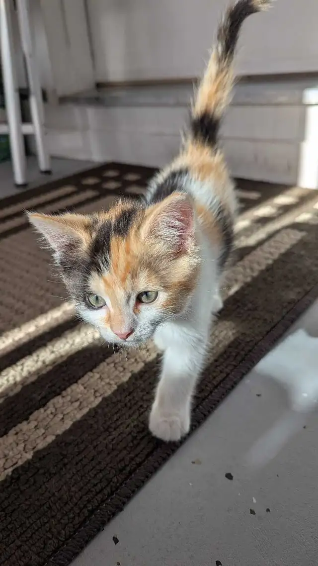 Calico ragdoll mix - Photo 3