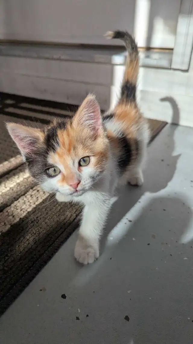 Calico ragdoll mix - Photo 4