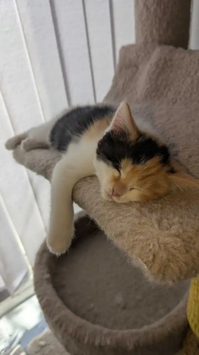 Calico ragdoll mix - Photo 5