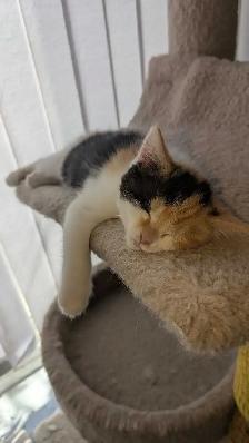 Calico ragdoll mix - Photo 5