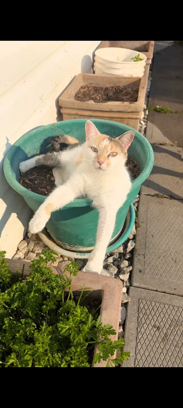 Calico ragdoll mix - Photo 6