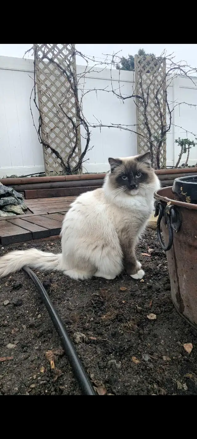 Calico ragdoll mix - Photo 7