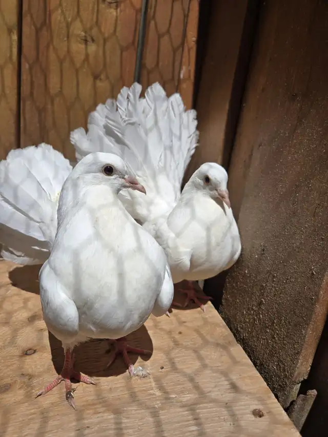 American Fantail Pigeons For Sale