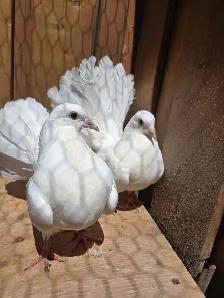 American Fantail Pigeons For Sale