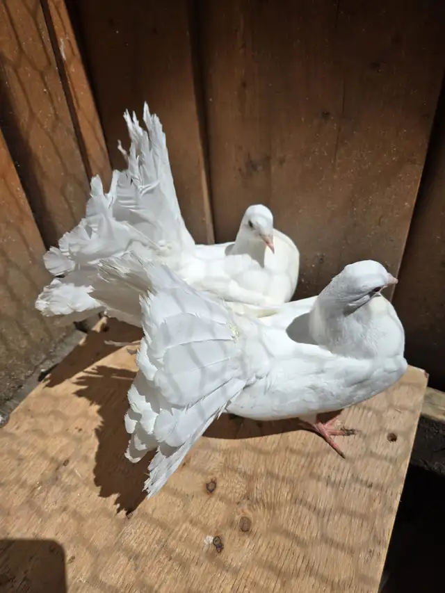 American Fantail Pigeons For Sale - Photo 2