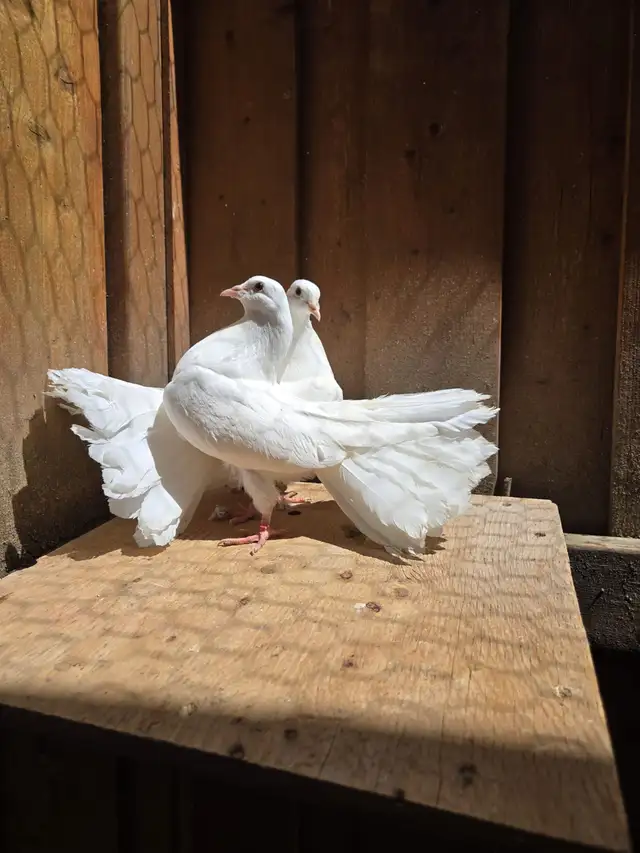 American Fantail Pigeons For Sale - Photo 3