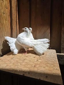 American Fantail Pigeons For Sale - Photo 3