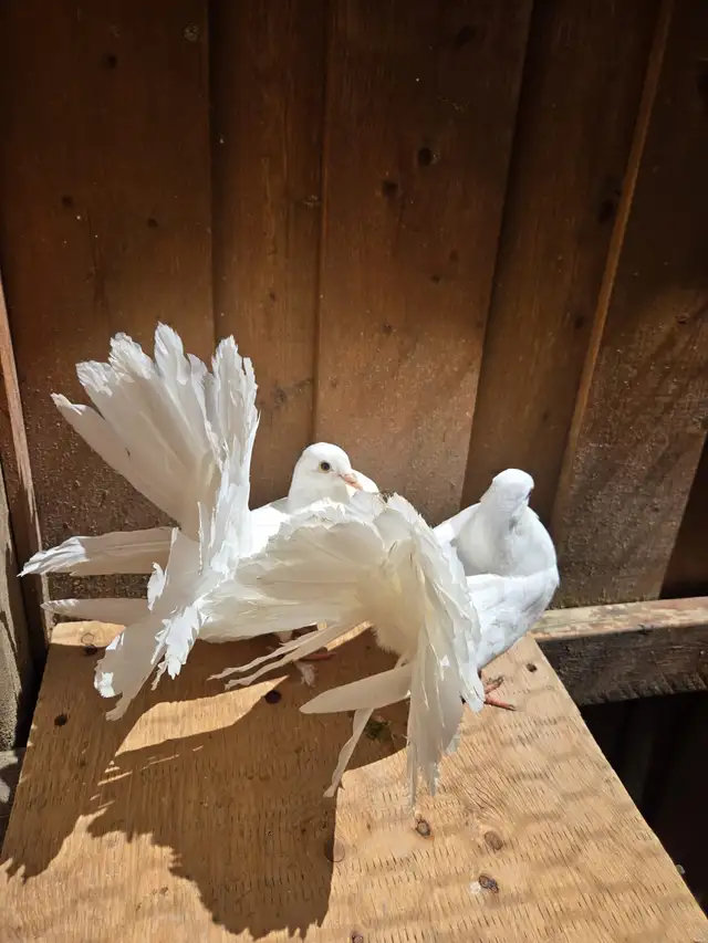 American Fantail Pigeons For Sale - Photo 4