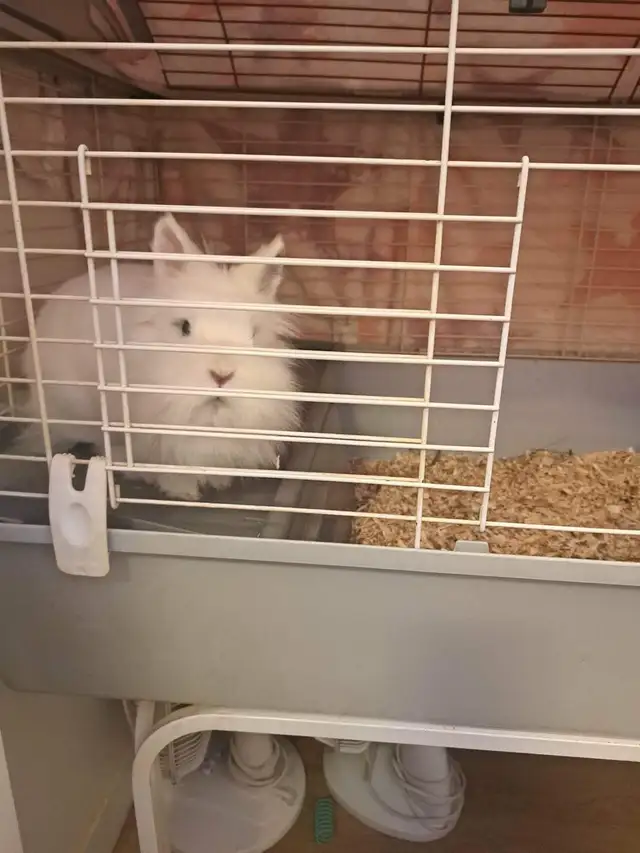 lapin à vendre 30$
