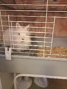 lapin à vendre 30$