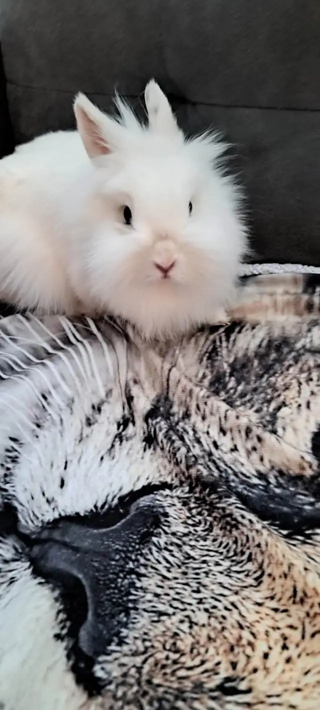 lapin à vendre 30$ - Photo 2