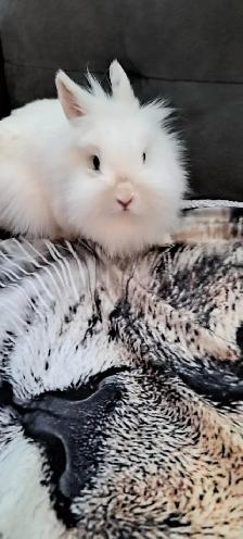 lapin à vendre 30$ - Photo 2