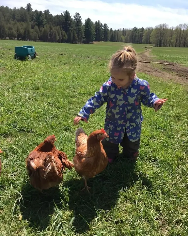Ready to lay brown chicken
