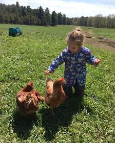Ready to lay brown chicken