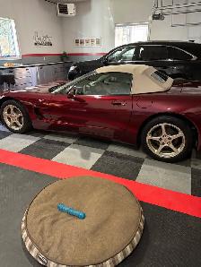2003 Corvette 50th Anniversary - Photo 2