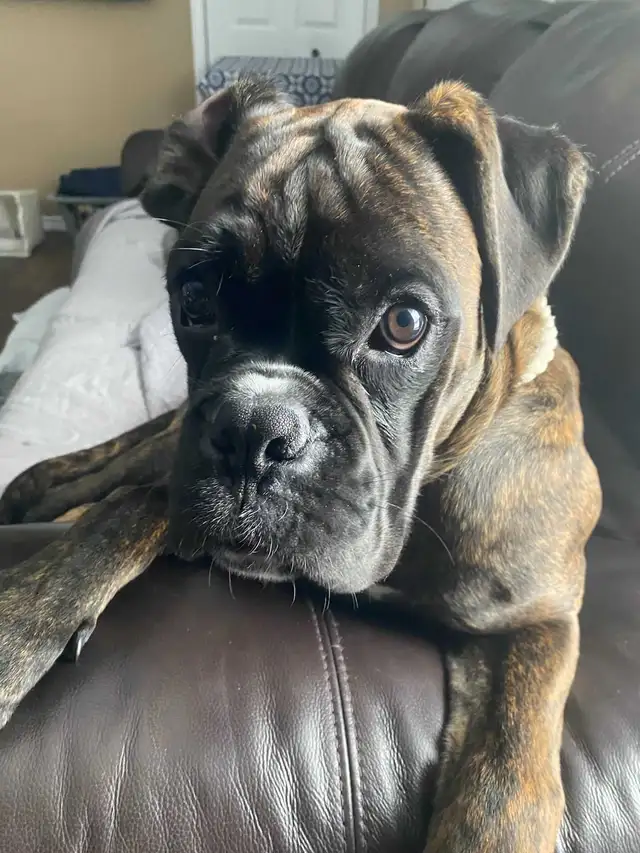 Gorgeous Male Boxer young adult