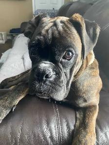 Gorgeous Male Boxer young adult
