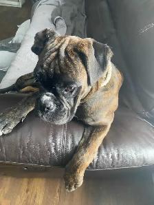 Gorgeous Male Boxer young adult - Photo 2