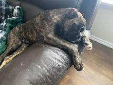 Gorgeous Male Boxer young adult - Photo 3