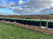 HONEY BEES FOR SALE