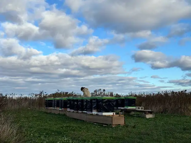 HONEY BEES FOR SALE - Photo 2