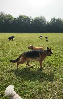 Gentle leader pet care - Photo 5