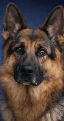 Gentle leader pet care - Photo 10