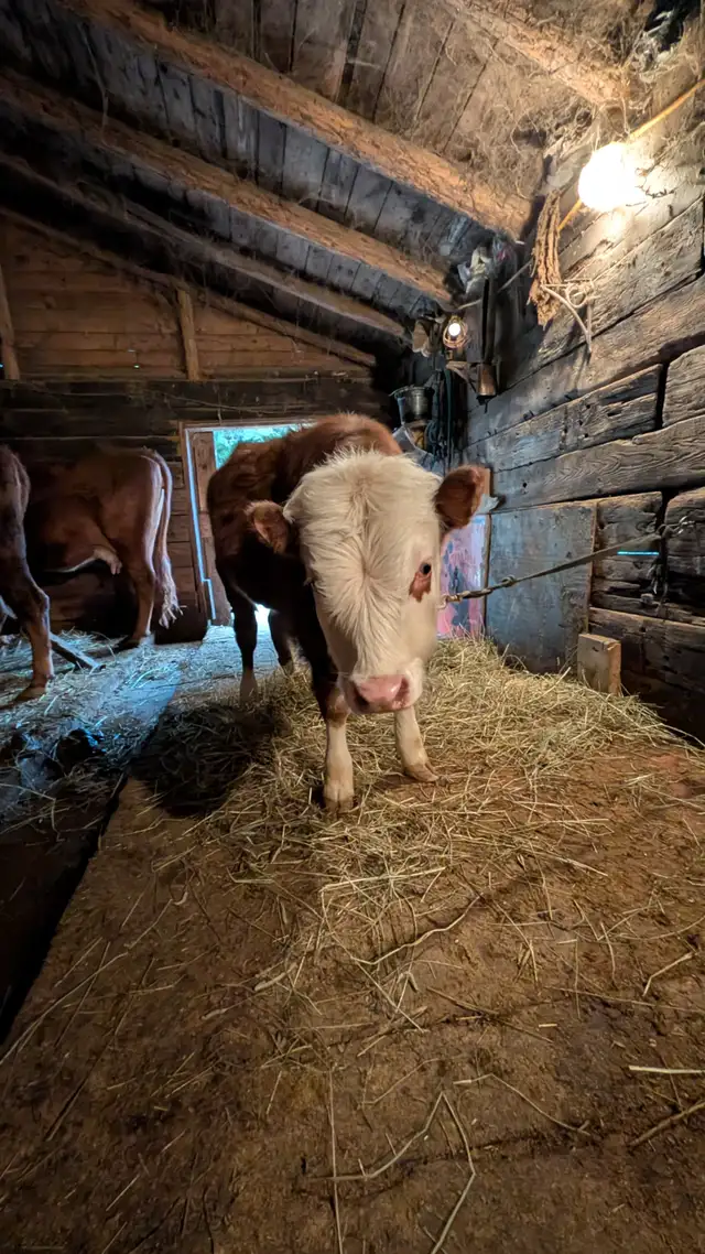 Bull Calf for sale