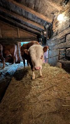 Bull Calf for sale